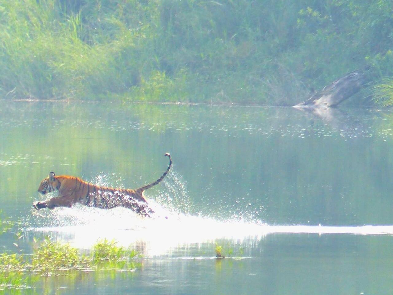 Babai Resort Pvt Ltd Bardiya Exterior foto